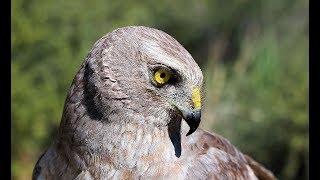 Falconry Hunting with Harriers [upl. by Llecrup]