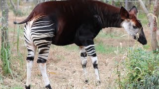 【珍獣】オカピ Okapi よこはまズーラシア [upl. by Camellia48]