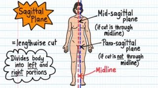 Anatomical Terms  Drawn amp Defined Updated [upl. by Atteuqehs]