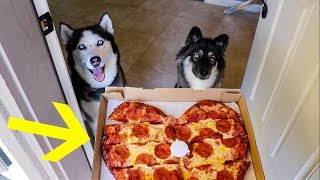 My Huskies Order Pizza Without Me [upl. by Ahsets]