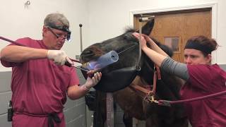 Equine Dentistry Tooth Extraction [upl. by Aicelef]