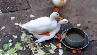 White Ducks Mating at Duck Pond UK Water Birds [upl. by Thirzi791]