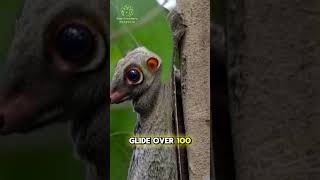 The FLYING Lemur  Colugo [upl. by Suiramed]