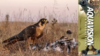 Peregrine Falcon Hunting 🦅  Falconeering [upl. by Farwell28]