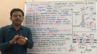 Local Anaesthetics Part 02  Mechanism of Action of Local Anaesthetics Agents  Local Anaesthetic [upl. by Rehotsirhc]