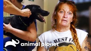 Stray Dog Needs Treatment For Severe Sunburn  Pit Bulls amp Parolees [upl. by Nair]