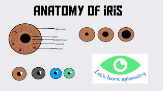 Anatomy of iris [upl. by Eniale]