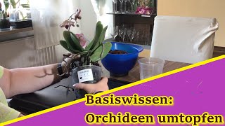 Basiswissen Orchideen umtopfen [upl. by Papert]