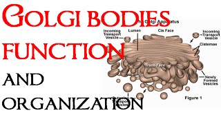 Golgi bodies function and organization [upl. by Charisse669]