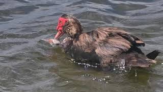 Muscovy ducks mating on water [upl. by Ignatz]