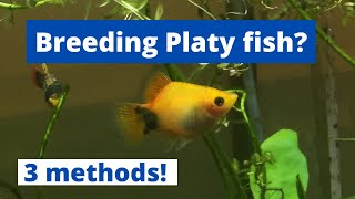 HOW TO BREED PLATY FISH 3 methods of breeding platy Xiphophorus maculatus [upl. by Giesecke894]