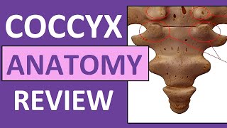 Coccyx Anatomy  Coccygeal Cornua Transverse Process Base Apex [upl. by Akiemehs911]