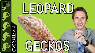 Leopard Gecko The Best Pet Reptile [upl. by Conlen]