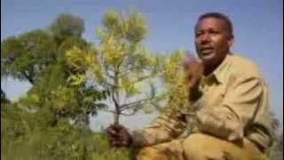 Agroecology in Ethiopia Converting Desert into HyperProductive Land [upl. by Quartas134]