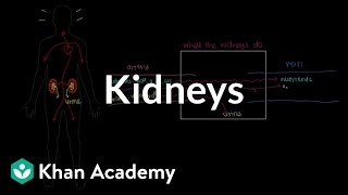 Meet the kidneys  Renal system physiology  NCLEXRN  Khan Academy [upl. by Harald]