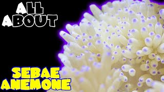 All About The Sebae Anemone [upl. by Jerrilee]