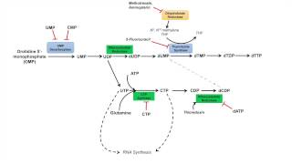 Pyrimidine Synthesis and Salvage Pathway [upl. by Berk]