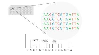 Pyrosequencing how to interpret results [upl. by Abbottson913]