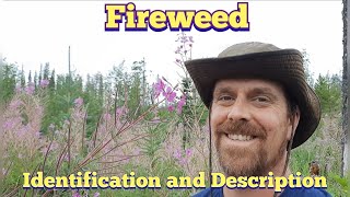 Fireweed  Identification and Description Edible and Medicinal [upl. by Ardnayek]