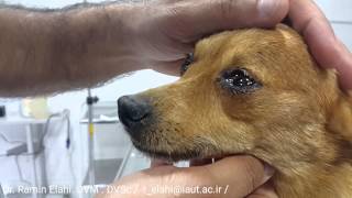 A dog crying due to feeling emotional [upl. by Iredale]