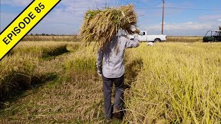 I Learn How to Harvest Rice by Hand at the Rice Experiment Station [upl. by Sucerdor]