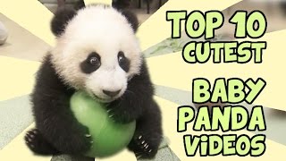 How to draw a Panda 🐼 Easy Panda Drawing [upl. by Ban]