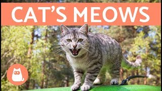 Cats Meows and What They Mean [upl. by Alius144]