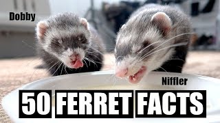 50 AMAZING FERRET FACTS [upl. by Sualakcin280]