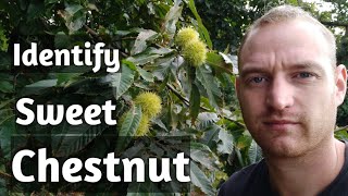 Sweet chestnut identification [upl. by Debby]