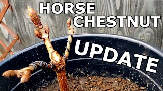 Horse Chestnut Bonsai UPDATE  potting wiring pruning shaping  Frame Nature [upl. by Losse]