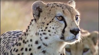 Best Cheetah Moments  Top 5  BBC Earth [upl. by Philippe]