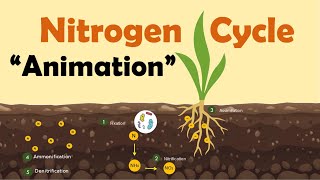 NITROGEN CYCLE  Biology Animation [upl. by Agler]