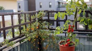 Tomateras para jardineras en balcones  Bricomanía  Jardinatis [upl. by Eeroc137]