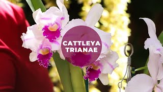 Cattleya Trianae [upl. by Carder]