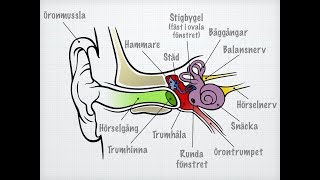 Hörsel och balans [upl. by Celina]