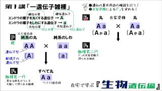 生物遺伝編 第1講「一遺伝子雑種」 [upl. by Caesar571]