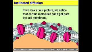 Membrane Transport animation [upl. by Festatus]