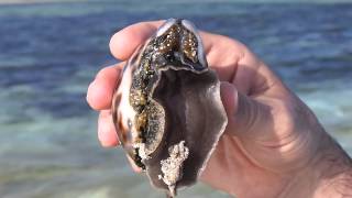 Beautiful Cypraea Tigris  ciprea [upl. by Enigroeg286]