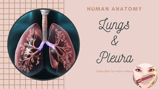 Human Anatomy  Thorax  Lungs and pleura [upl. by Josi]