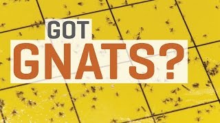 Fungus Gnats  How To Get Rid of Them [upl. by Danialah713]