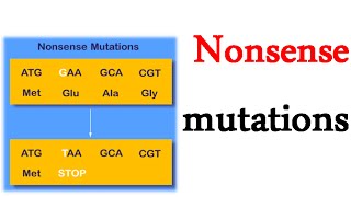 Nonsense mutations [upl. by Erie509]