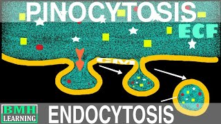 Pinocytosis  Endocytosis Part2 [upl. by Faludi353]