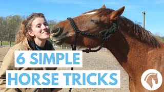 How to Teach Your Horse Tricks 6 Simple Tricks [upl. by Aryhs]