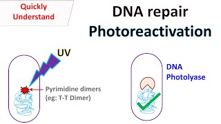 DNA repair Photoreactivation [upl. by Isia196]