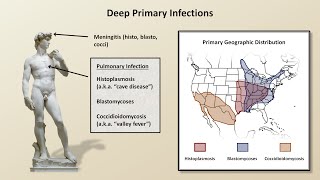 An Overview of Fungal Infections Fungal Infections  Lesson 2 [upl. by Currier]