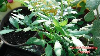 How To Grow Lovage Herb How To Use Lovage Herb How To Cook With Lovage [upl. by Eenerb]