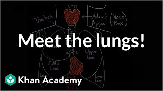 Meet the lungs  Respiratory system physiology  NCLEXRN  Khan Academy [upl. by Okajima]