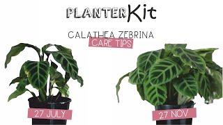 PLANTER KIT  Calathea Zebrina Care Tips and Growth [upl. by Cheyney511]