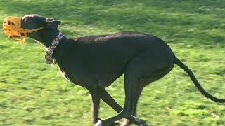 Greyhounds Chase the Fastest Husky at a Dog Park [upl. by Kilah]