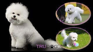 The Ultimate Guide To Caring For A Bichon Frise [upl. by Nicholson236]